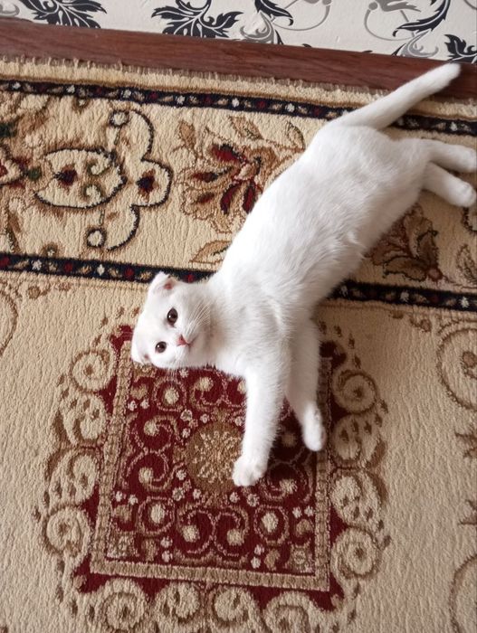 Шотландский фолд девичка