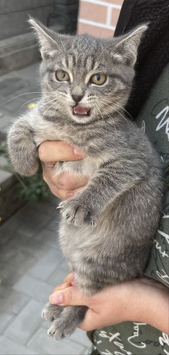 Отдам котят в Добрые Руки
