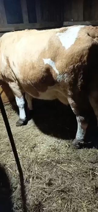 Vand vaca mare gestanta