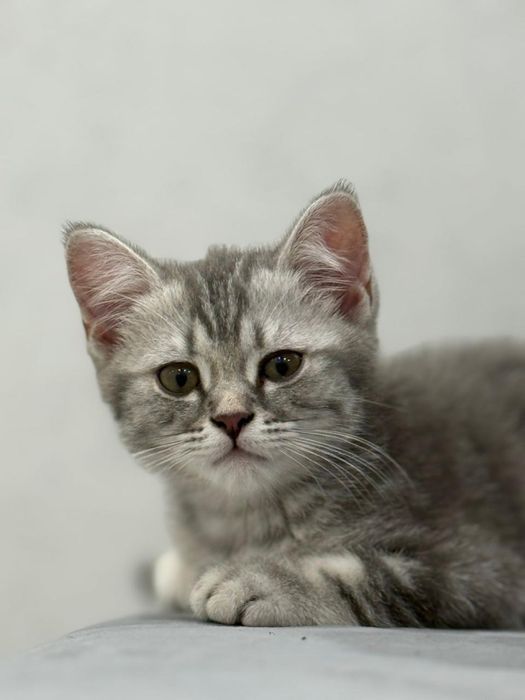 Отдам котенка в добрые руки