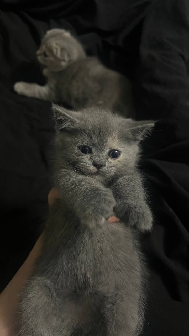 Котёнки  скотиш-страит