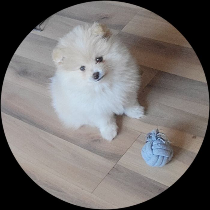 Померан мини померан