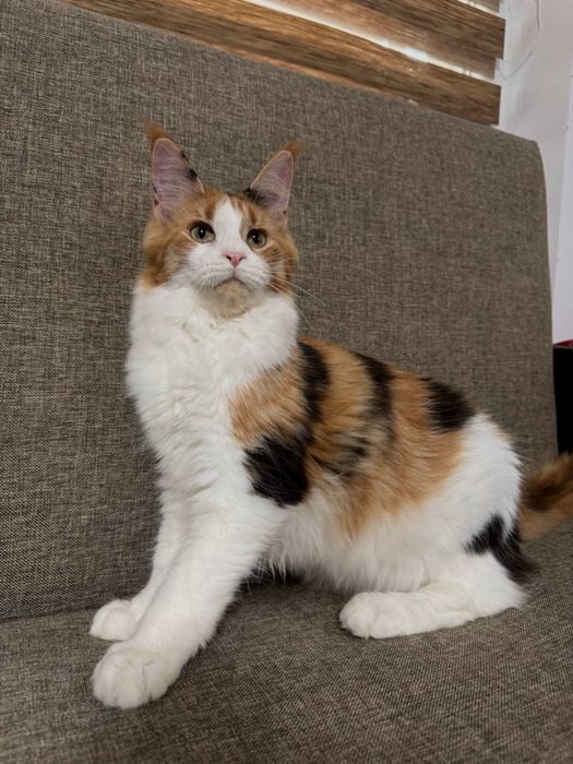 Fetita maine coon felisa autorizata cu pedigree