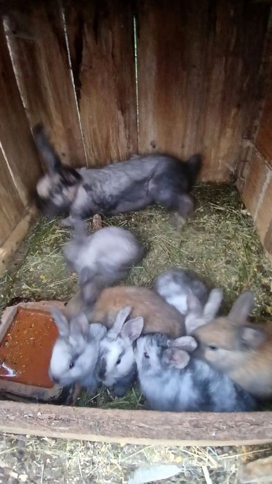 Schimb iepuri cu scule