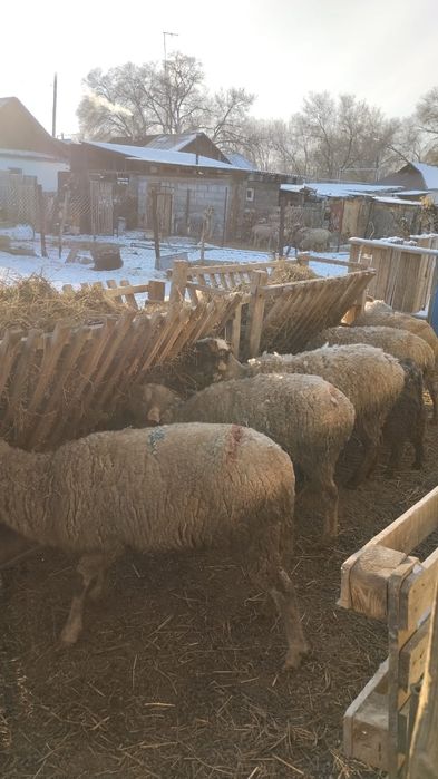 Продам кормушки для не крупно-рогатого скота