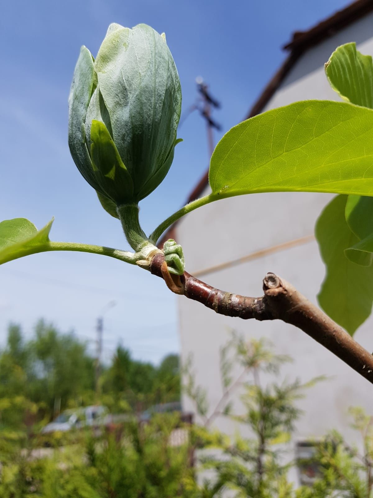 Magnolia Genie, Honey Tulip,  Blue Opal