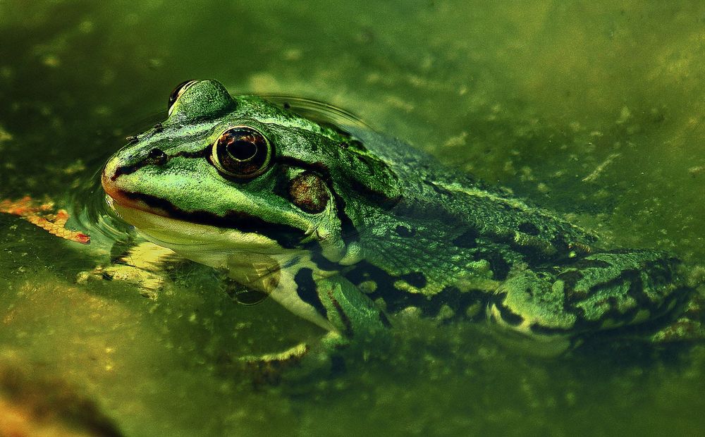 Tamron AF 70-300mm f/4-5.6 LD Di Tele-Macro обектив Никон