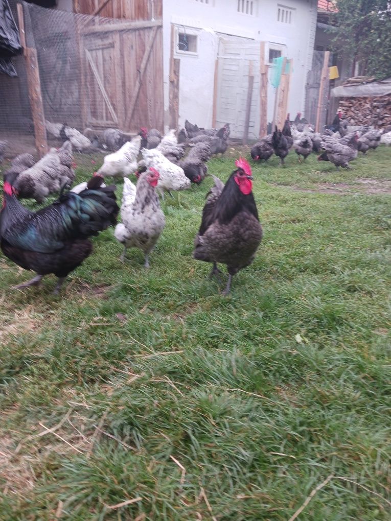 Ouă pentru incubat Australorp și Araucana