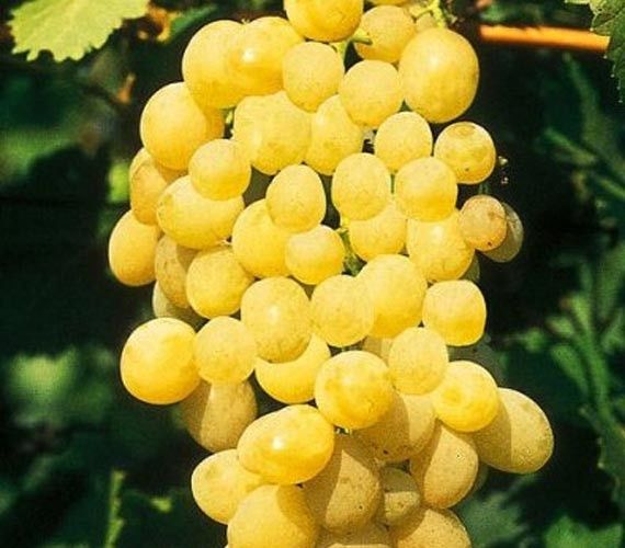Vita de vie alba nobila de masa 28 de soiuri