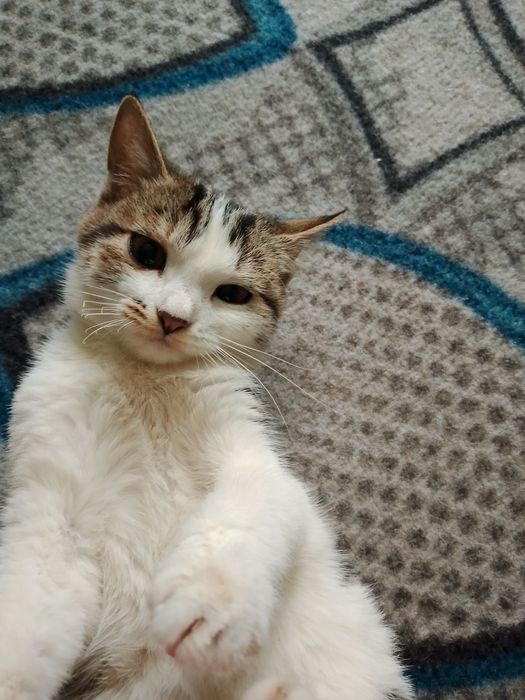 4 ойлик мушукча, яхши бокилган