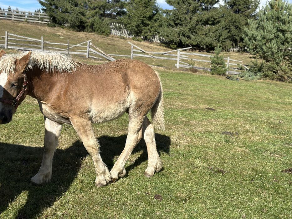 Iapa gestanta 4 ani si manza 7 luni