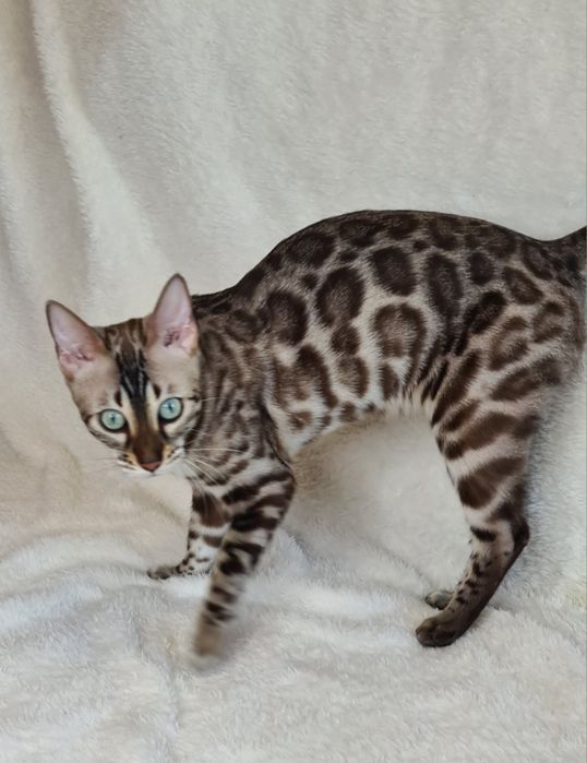 Бенгальская кошечка шоу класса у вас дома!