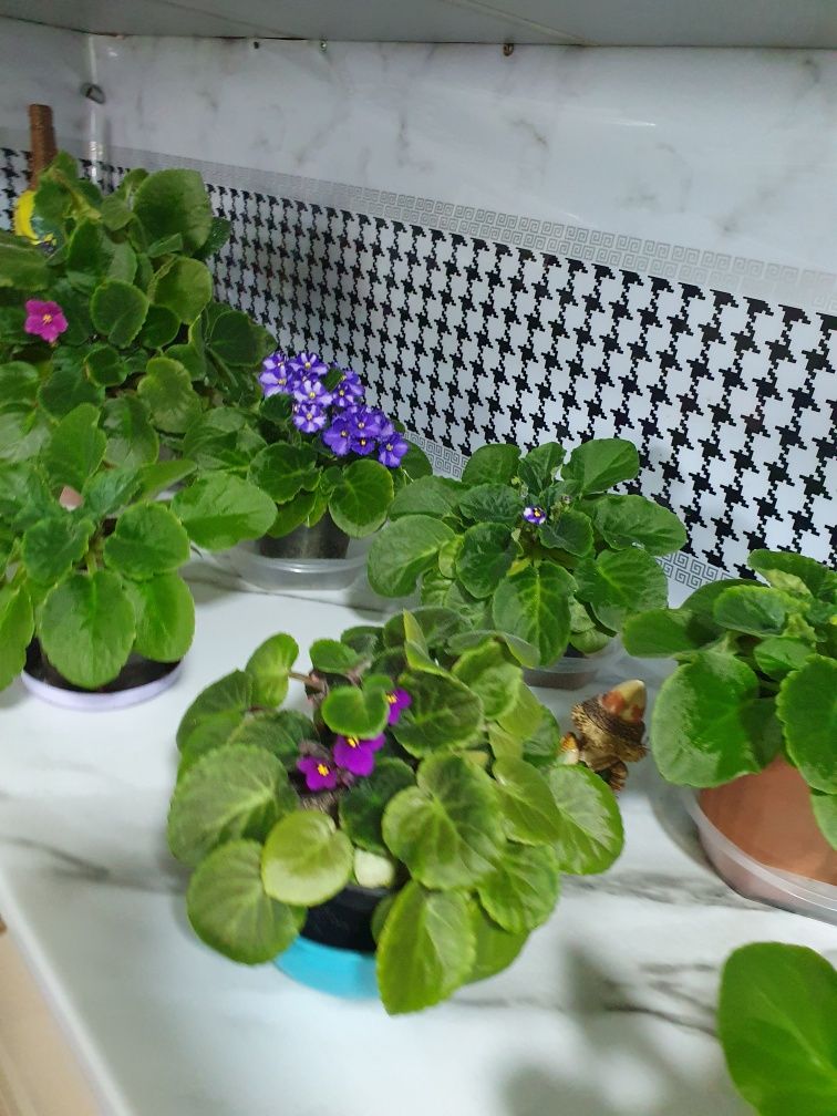 Продам цветы разных видов