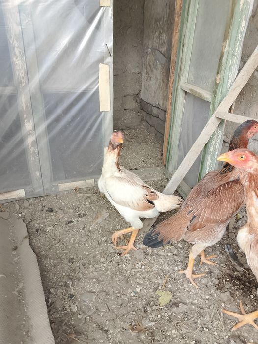 Tozza Dakan makiyonlar sotuvda