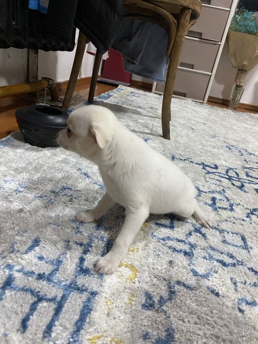Чихуахуа  девочки