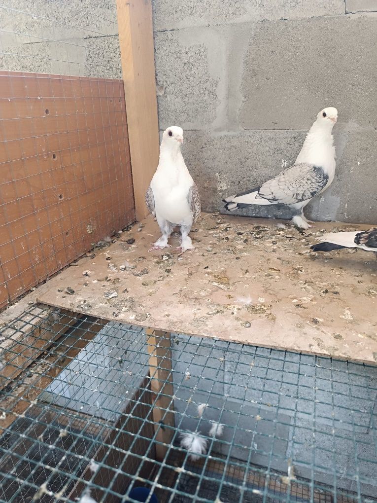 Porumbei satineti de vânzare