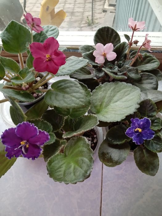 Продам молодые фиалки