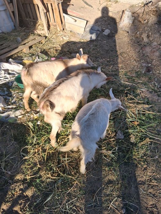 Продам домашний козлёнок 9 месяцов