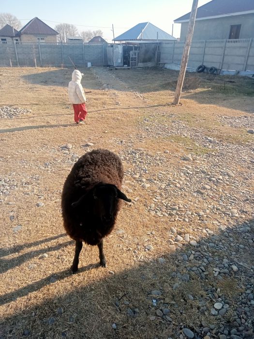 Қозы сатылады декабрски