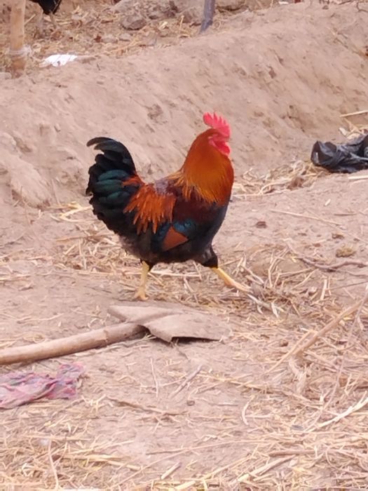 Хурозлар сотилади