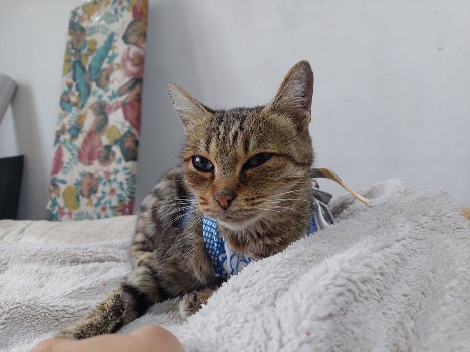 Кошка ищет любящую семью и дом