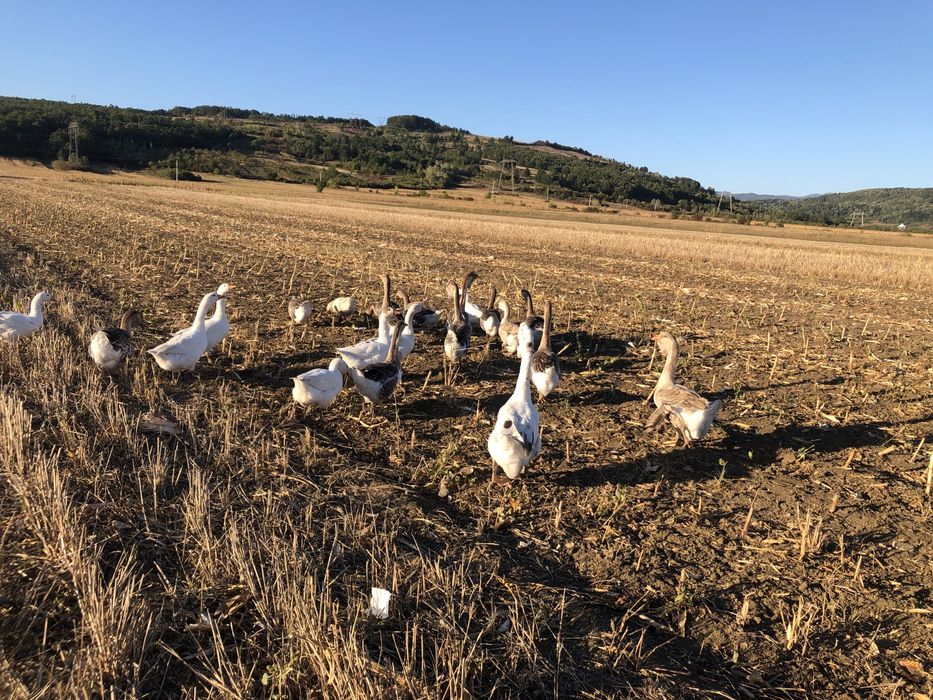 Gaste romanesti de vanzare si hormogor