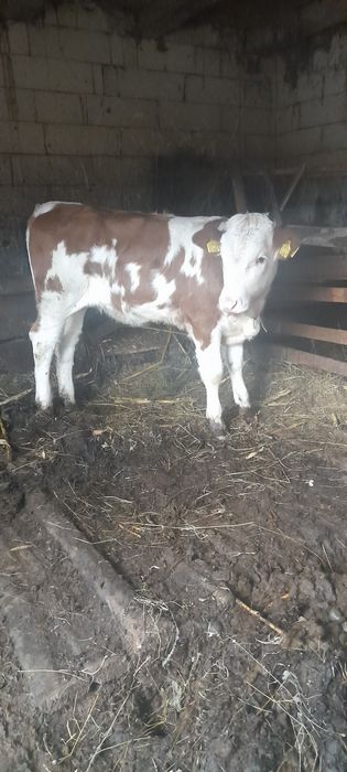 Vițea balțati românesti