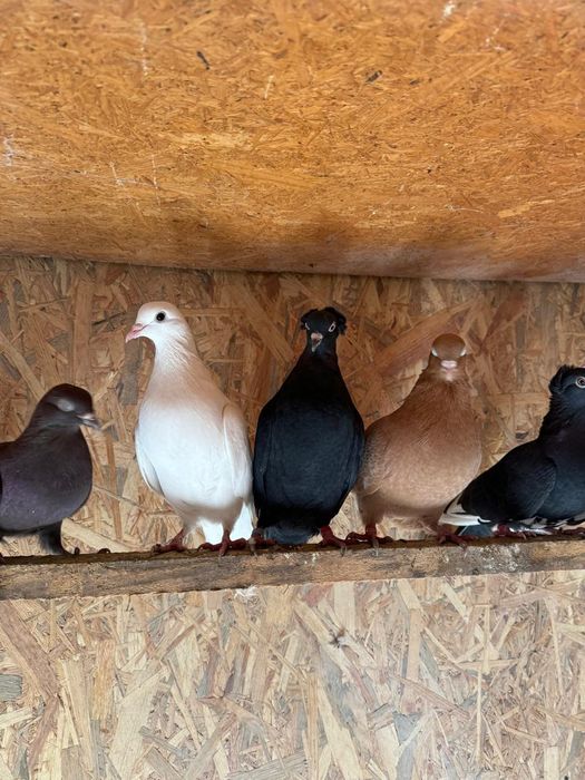 Голуби бойные в Косшы