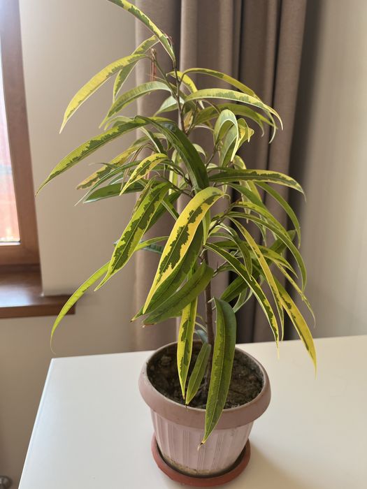 Фикус Али вариегатный