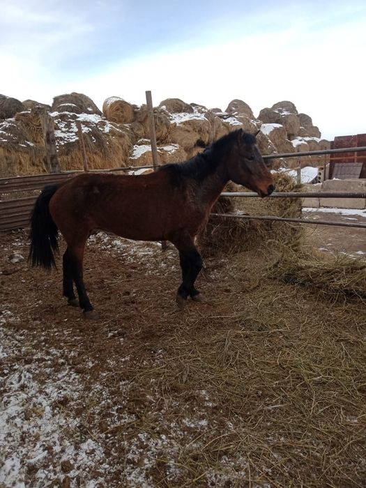 Продаётся кобыла либо обмен