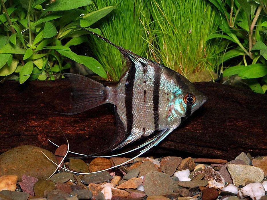 Продам аквариумных рыбок!  Цихлиды скалярии