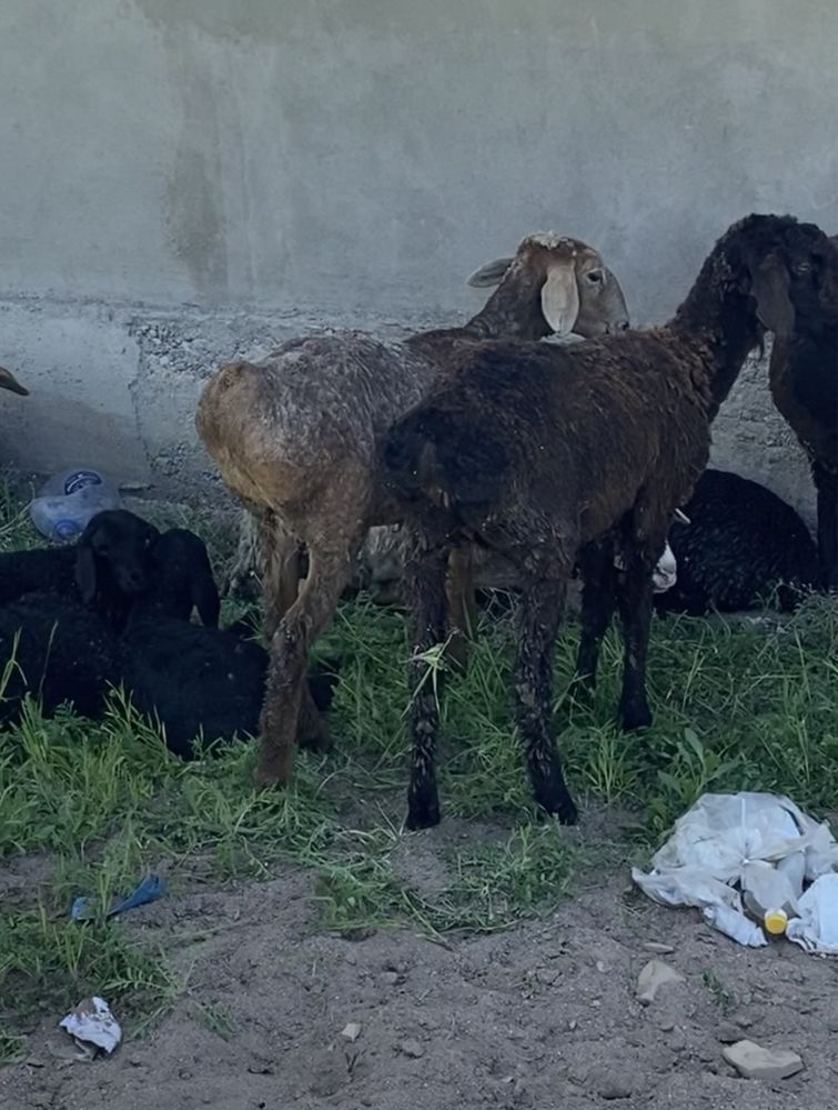 Продам баранов.