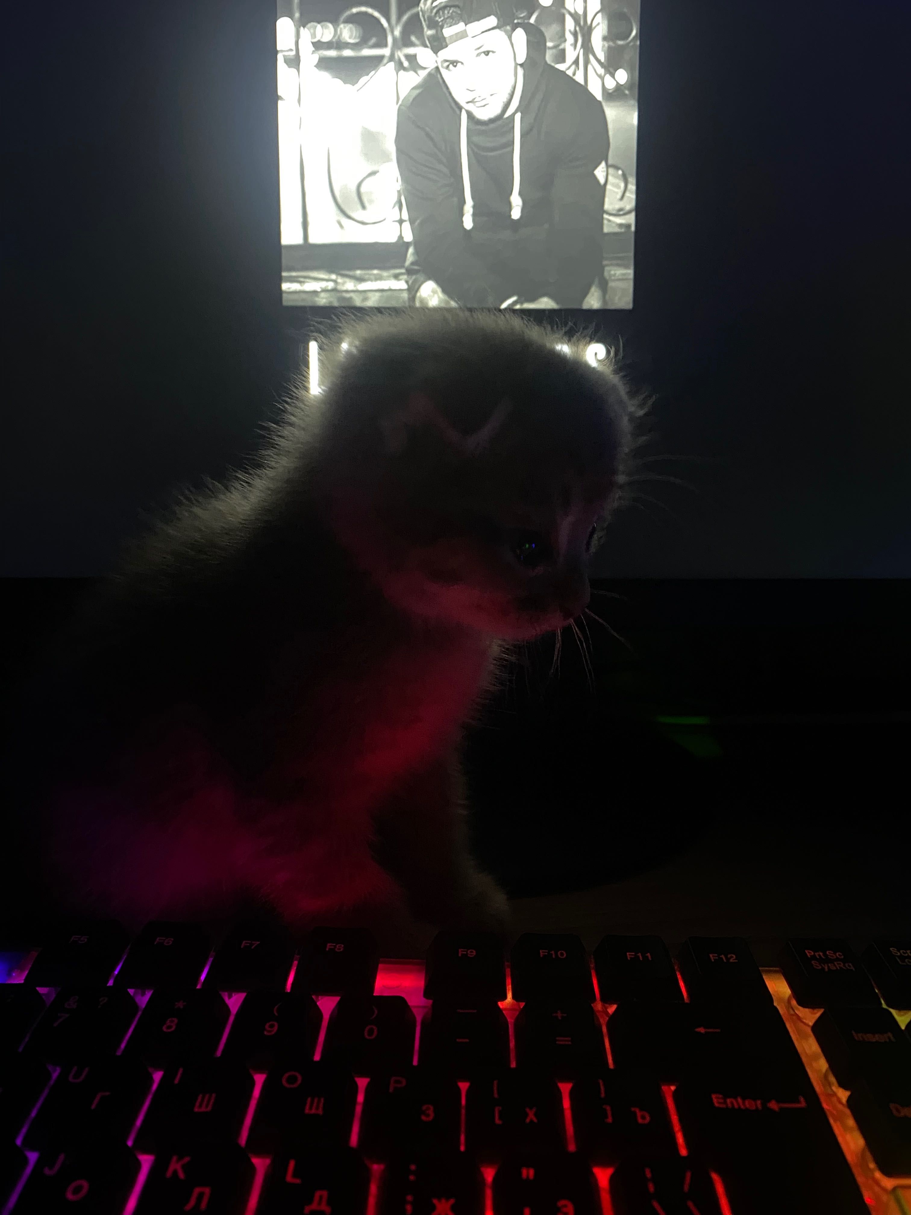 Котята животные котята