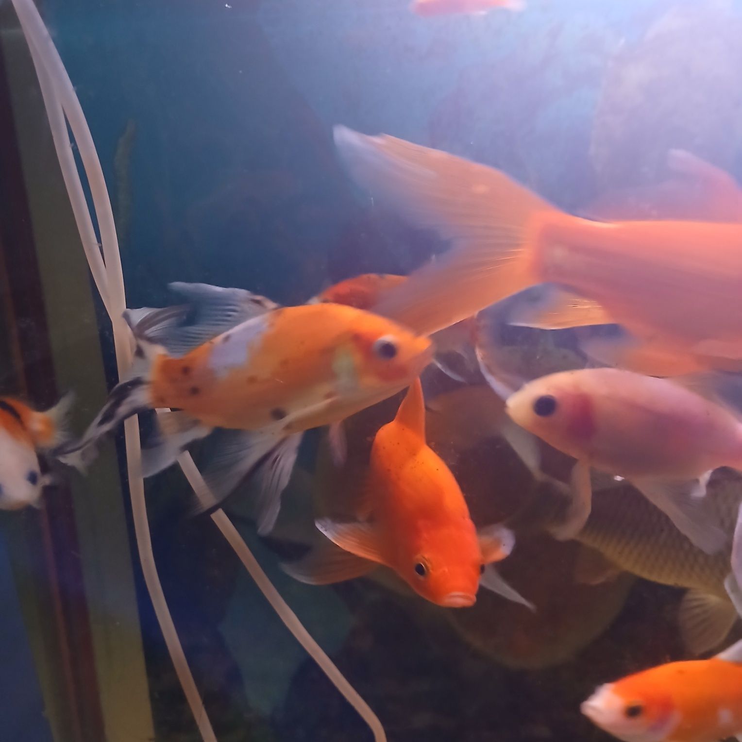 Akvarium baliqlari sotiladi