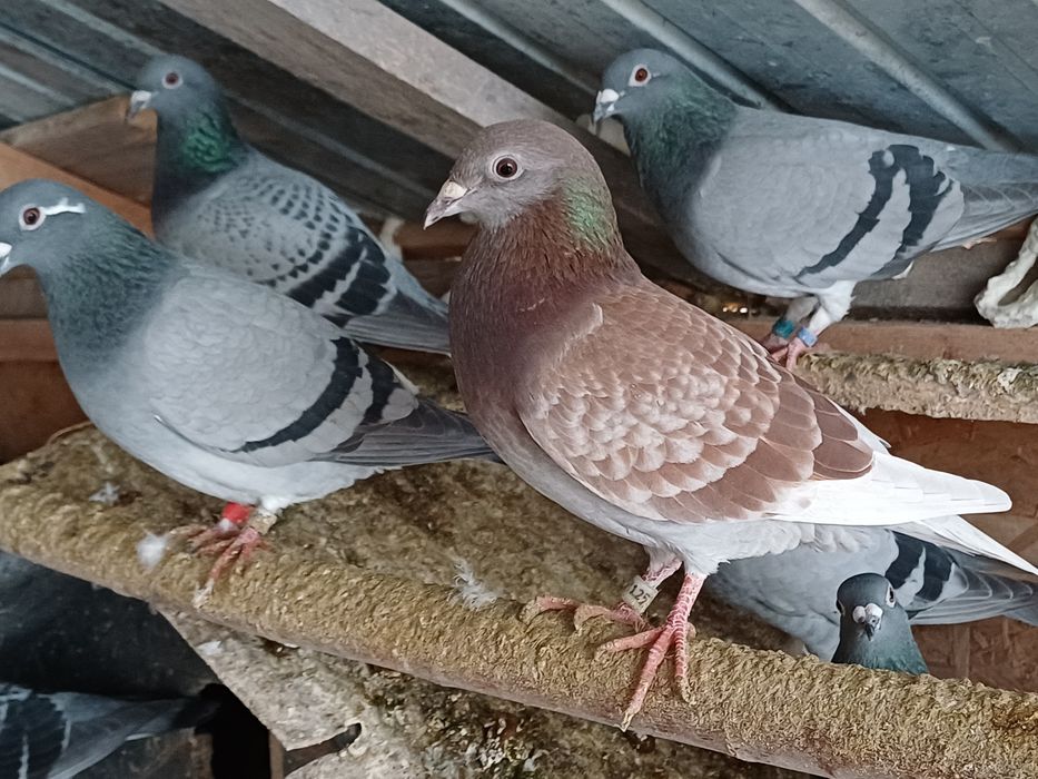 Vand porumbei voiajori