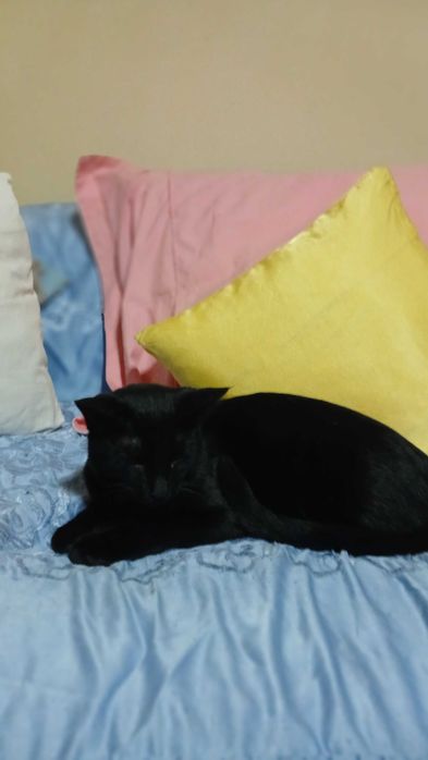 Бесплатно котенок