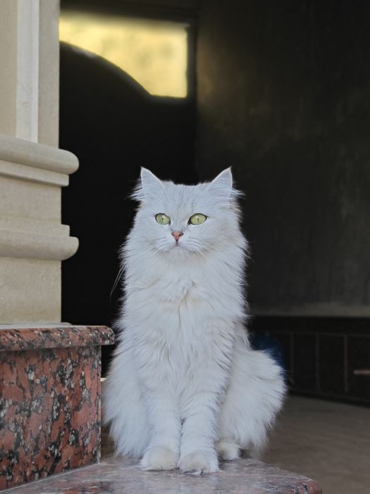 Britan qiz shinshilla sotuvda