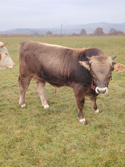 De vânzare tăuraș în vărsta de 7 luni jumate