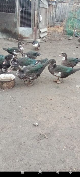 Продам нынешних индоуток на племя,на мясо