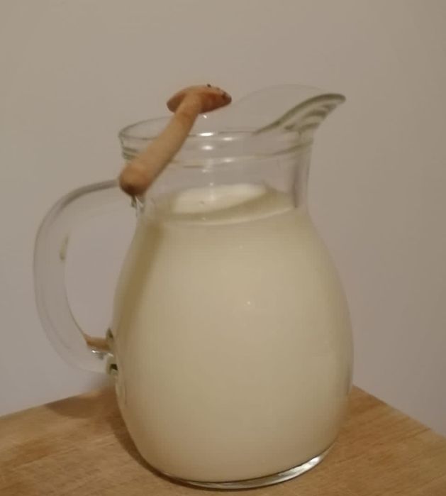 Kefir de casa-cu ciuperca tibetana