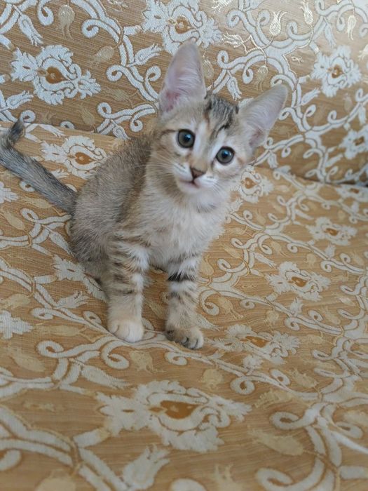 Отдам котята в добрые руки