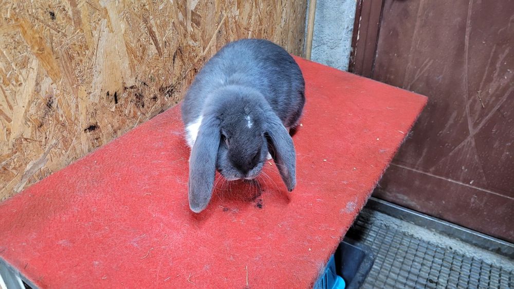 Iepuri berbec german