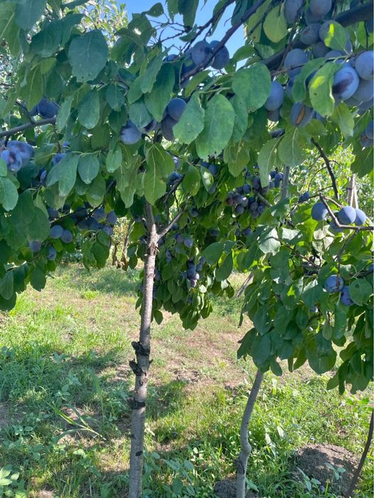 Vand prune pentru palinca