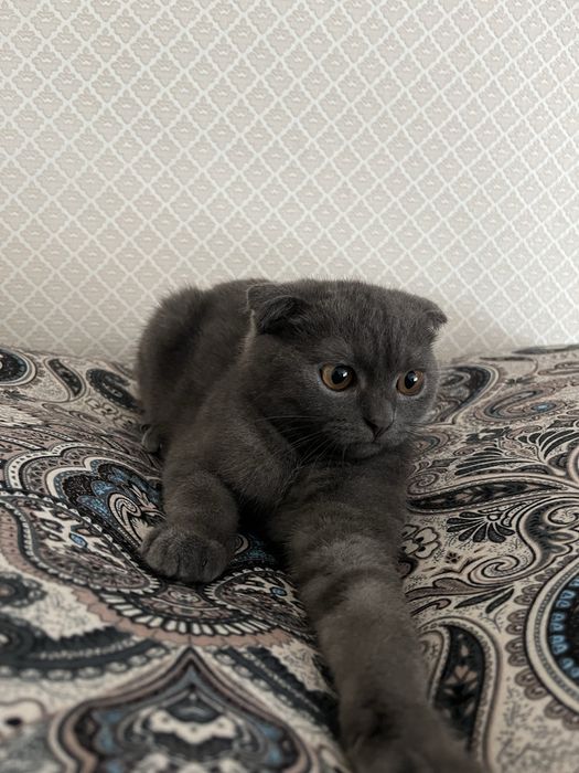 Шотланды мысык сатылады 20 000, мысыкка 3-4ай