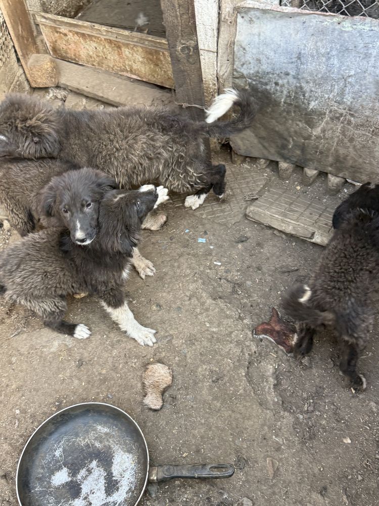 Продавам Българско Овчарско куче