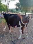 Vaca gestanta 5 l