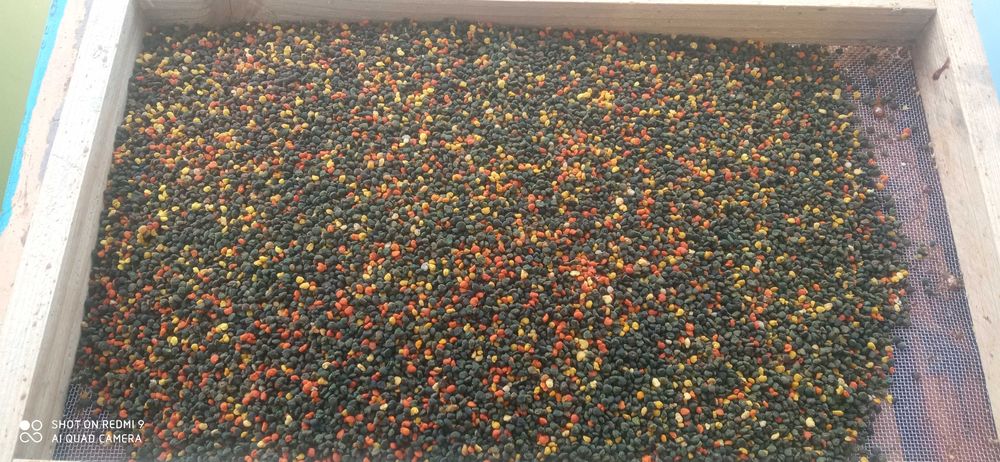 Пчелен прашец (реколта 2025г.)