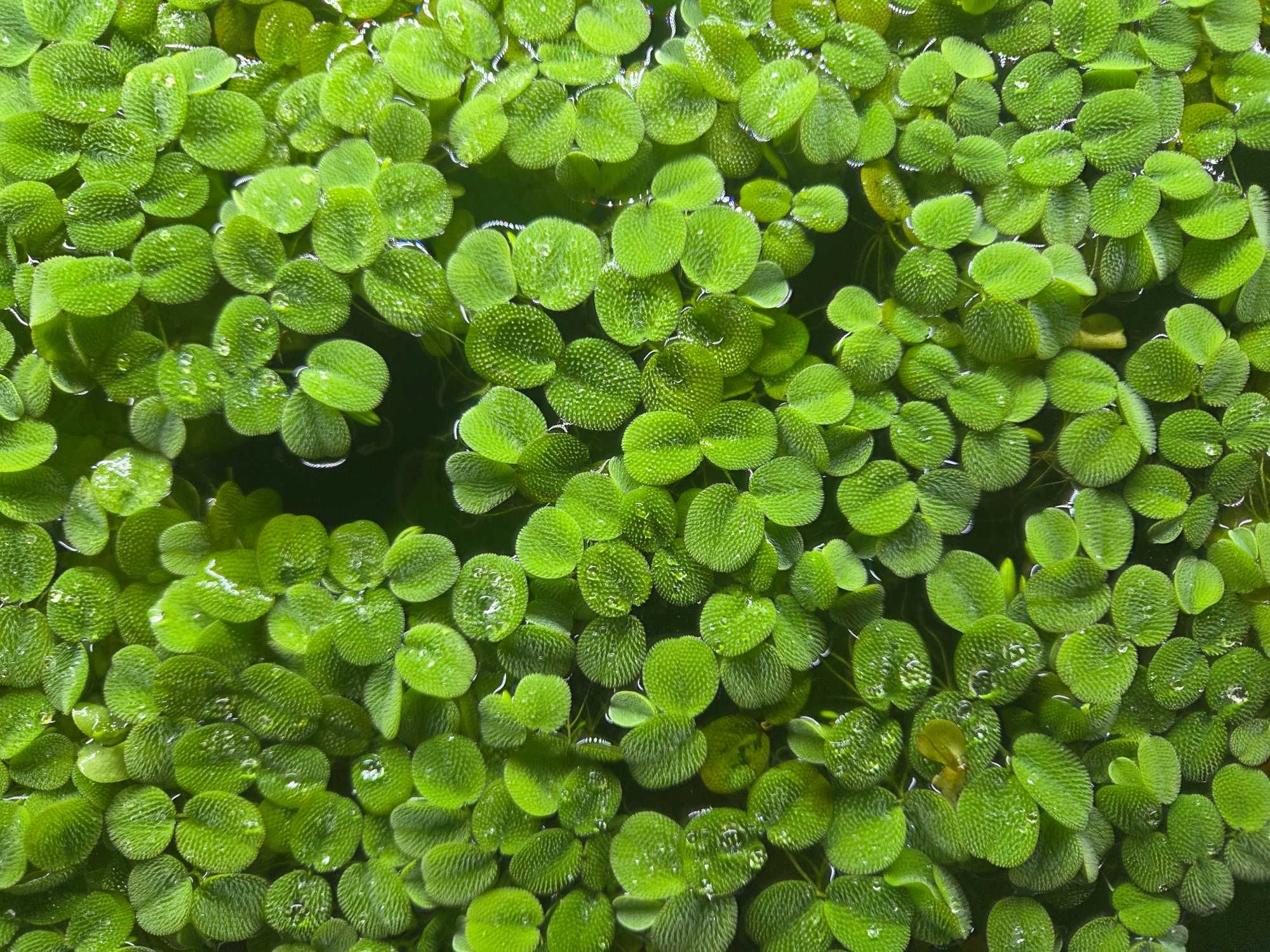 Плаващи водорасли за аквариум Salvinia minima