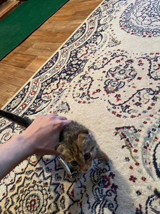 Котенок Вислоухий