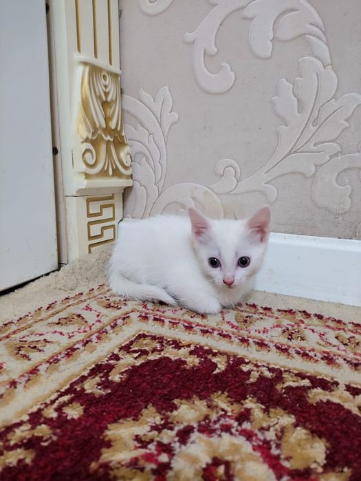 Отдам котят бесплатно